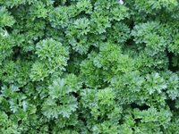 Parsley Curled